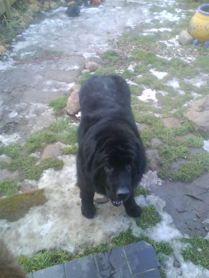 Newfoundlænder Julie (Himmelhund) billede 4