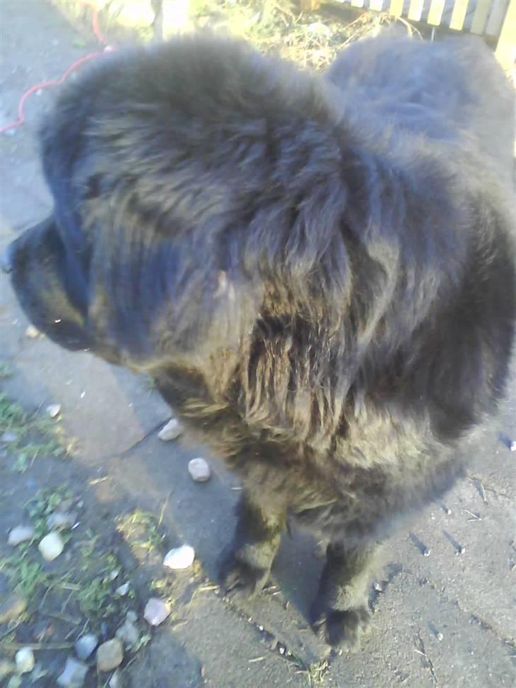 Newfoundlænder Julie (Himmelhund) billede 5