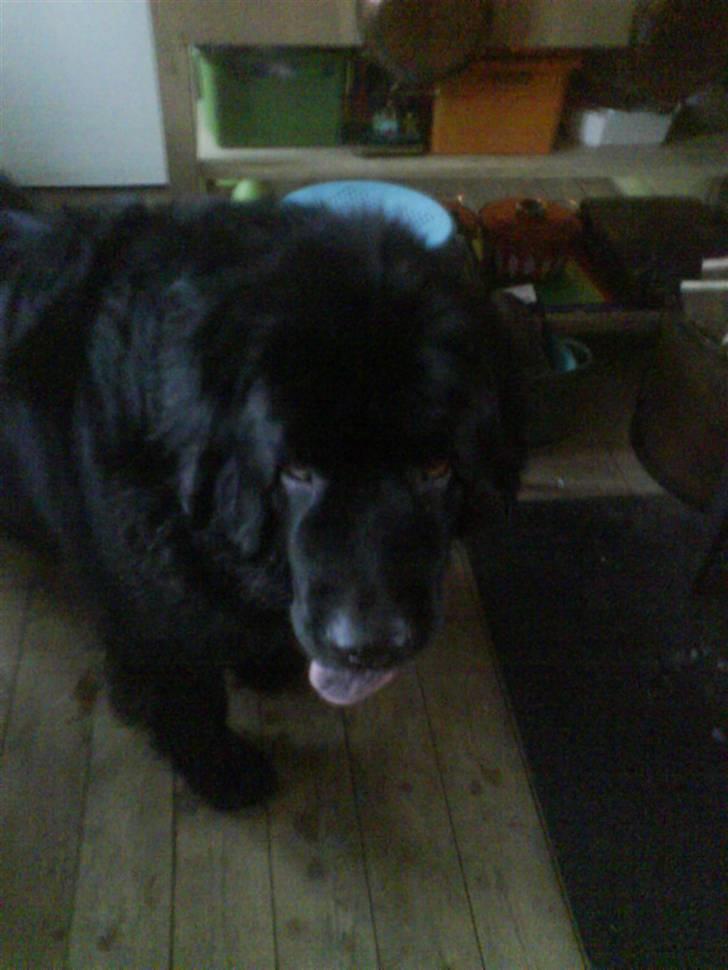 Newfoundlænder Julie (Himmelhund) billede 6