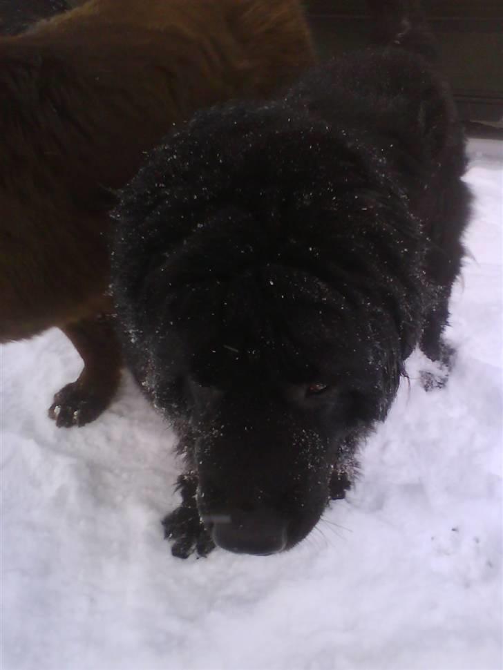 Newfoundlænder Julie (Himmelhund) billede 7