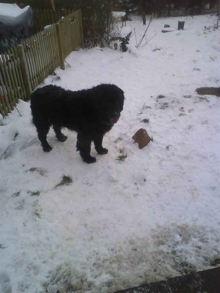 Newfoundlænder Julie (Himmelhund) billede 8