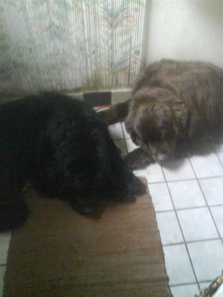 Newfoundlænder Julie (Himmelhund) - Her ligger vi så - mig og Kejser billede 9