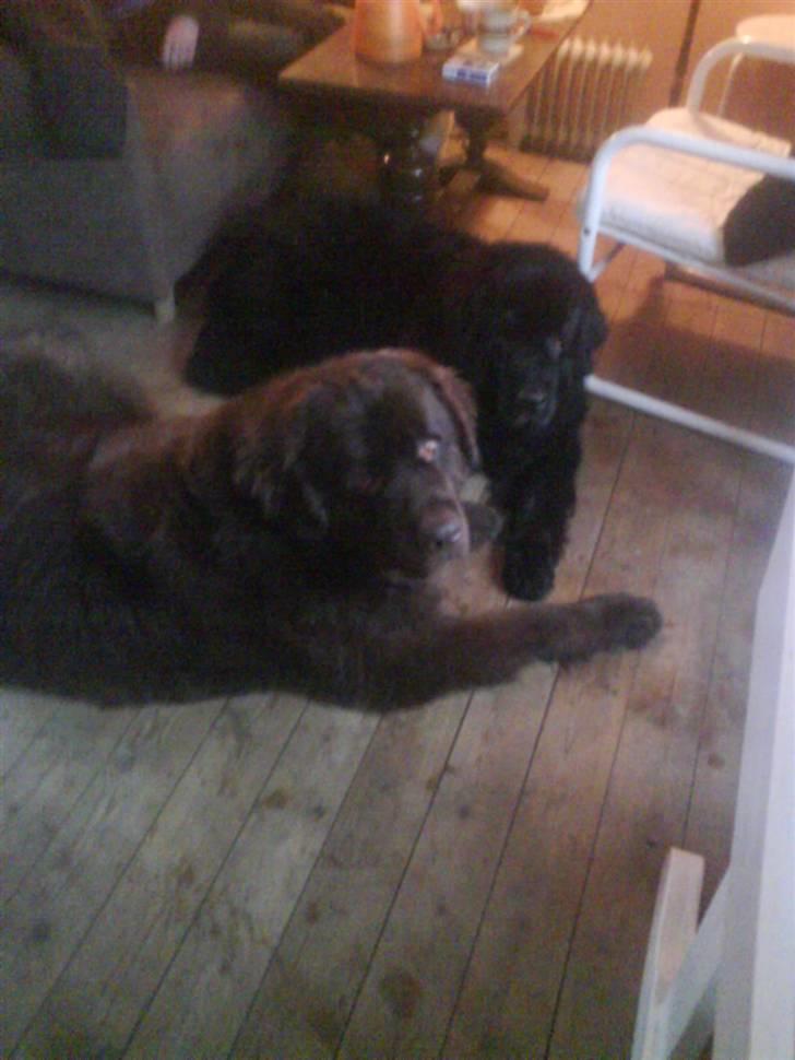 Newfoundlænder Julie (Himmelhund) - Jo jo - vi kommer helt godt ud af det med hinanden billede 10