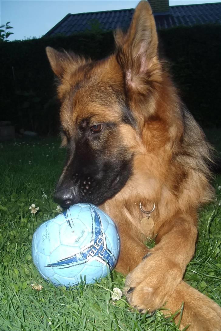 Schæferhund Victor - Jeg elsker altså bare min bold ;o) billede 7