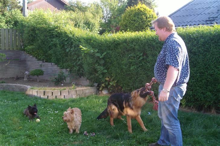 Schæferhund Victor - Ok far hvis du mener du kan vinde denne kamp tager du bare fejl.......Tror jeg nok ;o) billede 4