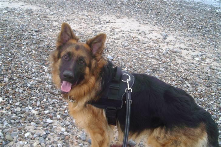 Schæferhund Victor - Elsker bare en tur til vandet ;o) billede 13