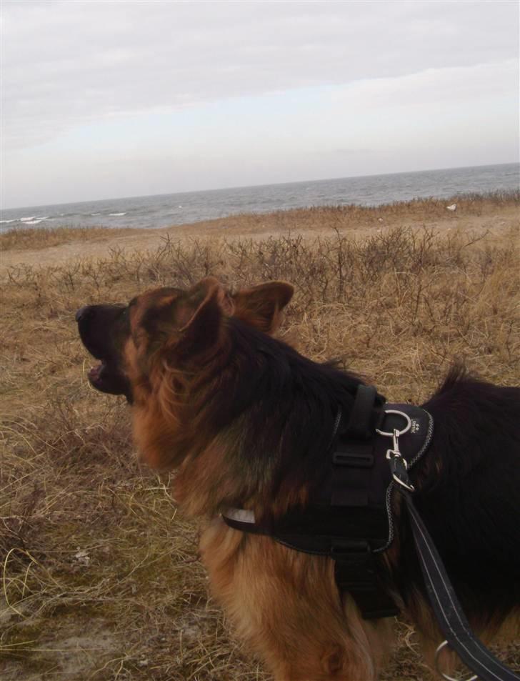 Schæferhund Victor - Her kommer jeg..... Er her nogle jeg kender nede på stranden ? billede 14