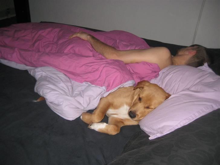 Blanding af racer Keiser billede 11