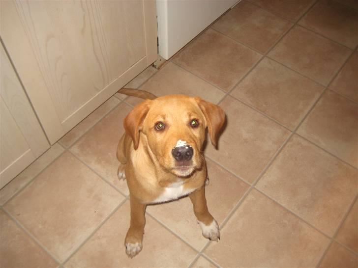 Blanding af racer Keiser billede 12