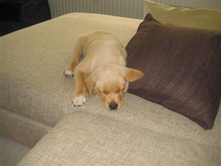 Blanding af racer Keiser billede 13