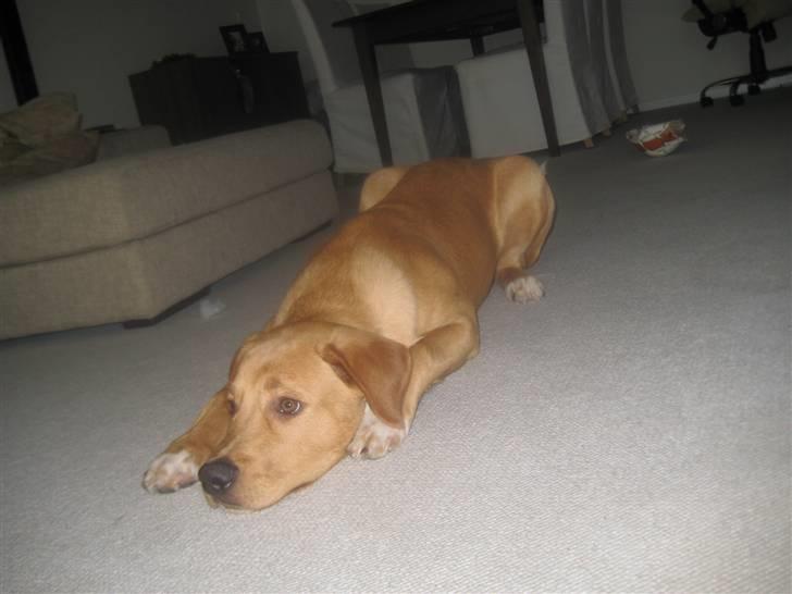 Blanding af racer Keiser billede 14