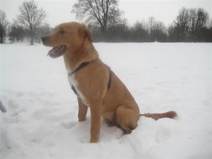 Blanding af racer Keiser billede 15