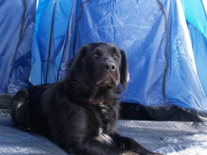 Flat coated retriever Mollie billede 6