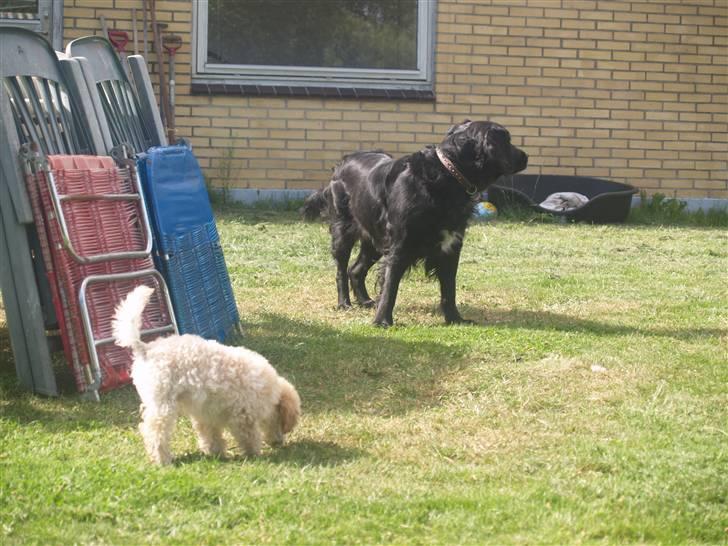 Flat coated retriever Mollie billede 8