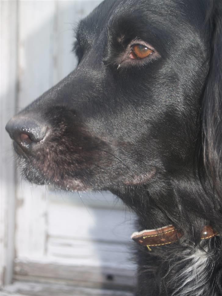 Flat coated retriever Mollie billede 9