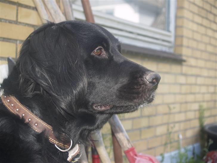 Flat coated retriever Mollie billede 10