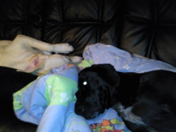 Blanding af racer Ricco - Hygge på sofaen...  billede 2