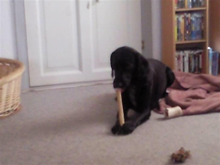 Blanding af racer Ricco - Så er der dømt hygge med et kødben..  billede 4