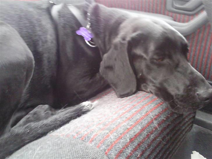 Blanding af racer Ricco - På biltur...  billede 5