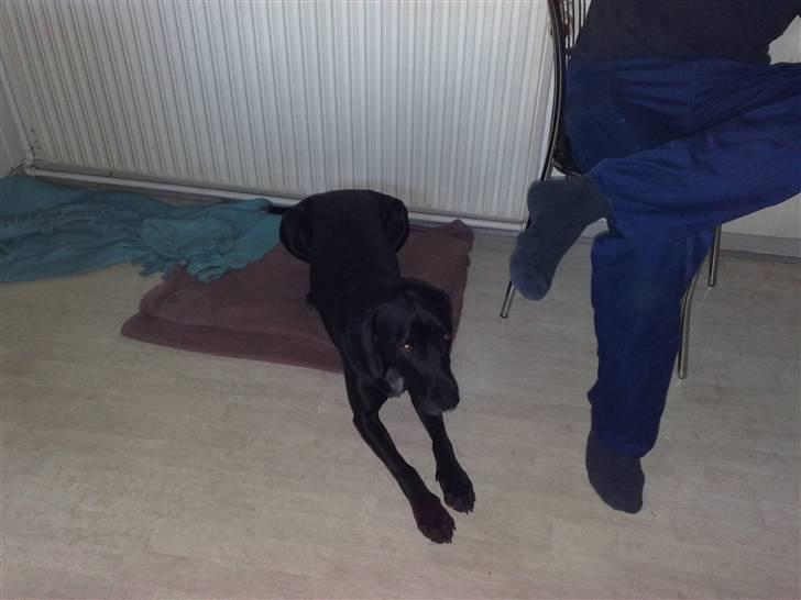 Blanding af racer Ricco - Da vi lige havde fået ham hjem... Er ikke helt så tryg ved situationen endnu.. Men det er han til gengæld nu..på skrivende stund ligger han og snorker ved siden af mig... :D  billede 6