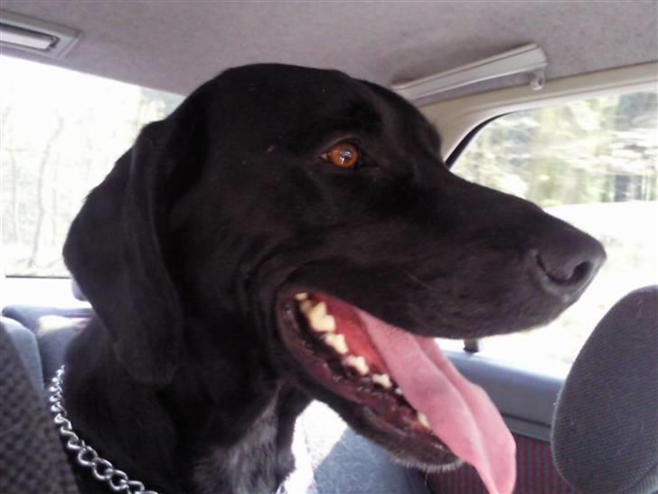 Blanding af racer Ricco - På vej hjem i bilen, da vi hentede Ricco... :D  billede 7