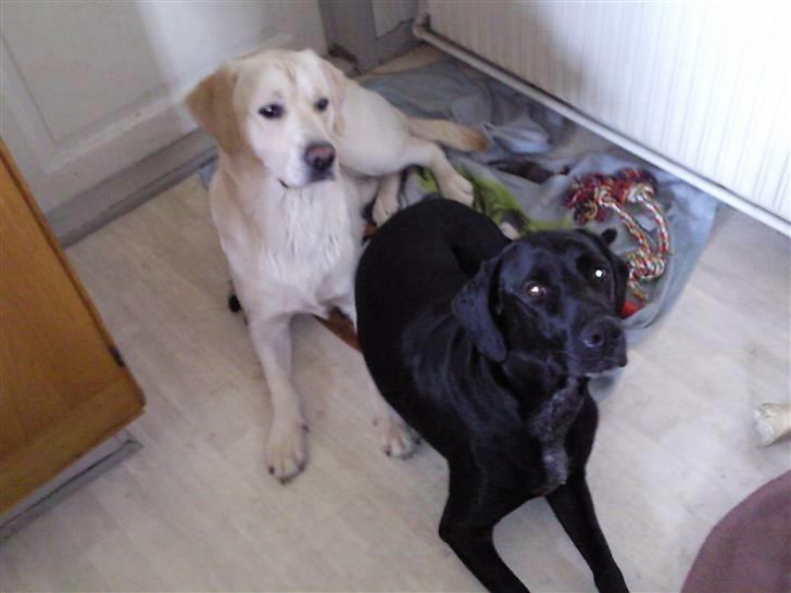 Blanding af racer Ricco - Hygge på tæppet... :)  billede 8