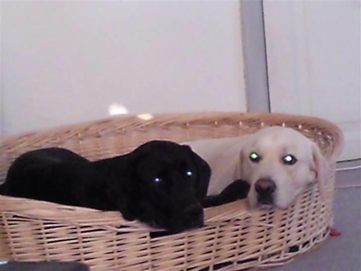 Blanding af racer Ricco - Hygge i kurven...  billede 9