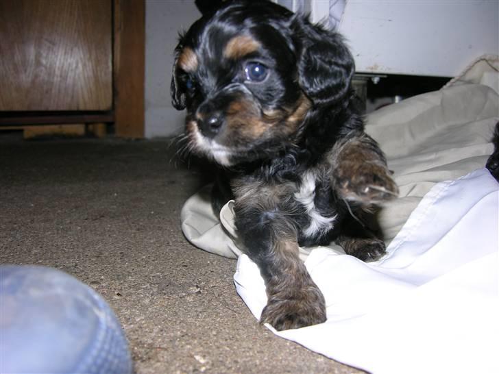 Blanding af racer Swupti billede 1