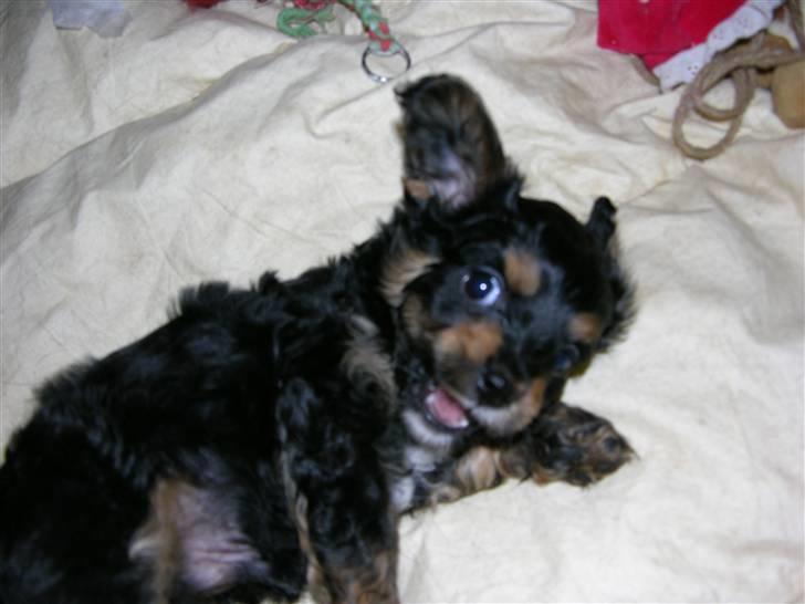 Blanding af racer Swupti billede 2