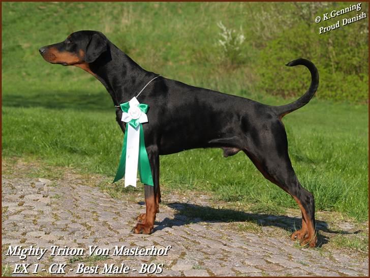 Dobermann Mighty Triton V Masterhof - 23-04-2011 BIM billede 12