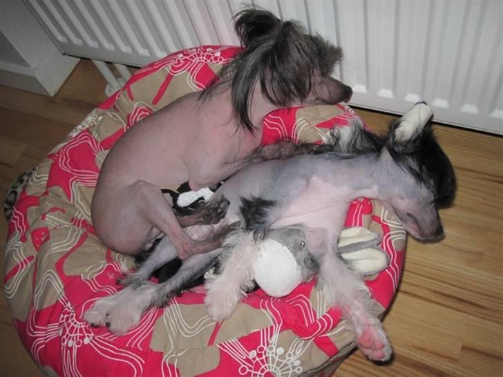 Chinese crested hårløs Jinx (Jinxie) *RIP* billede 12