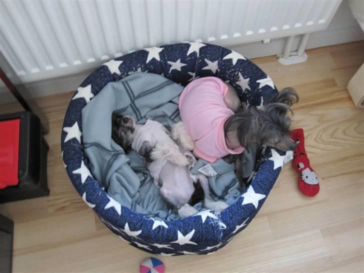 Chinese crested hårløs Jinx (Jinxie) *RIP* billede 13