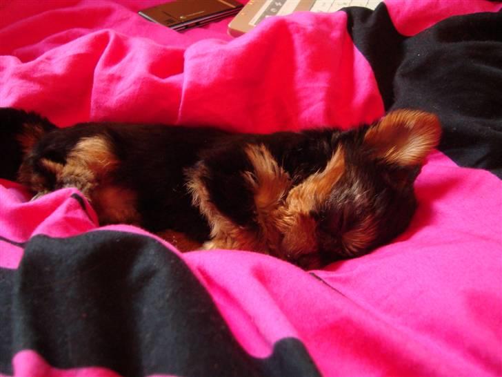 Yorkshire terrier Toffi billede 1