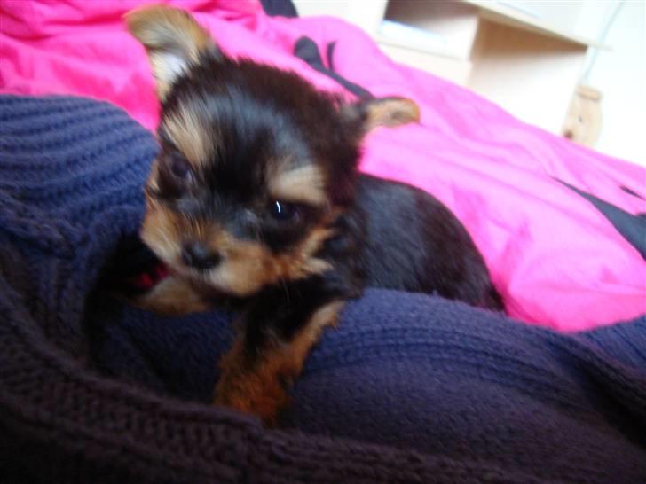 Yorkshire terrier Toffi billede 2
