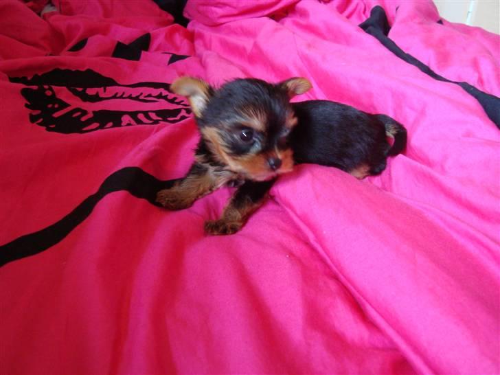 Yorkshire terrier Toffi billede 3