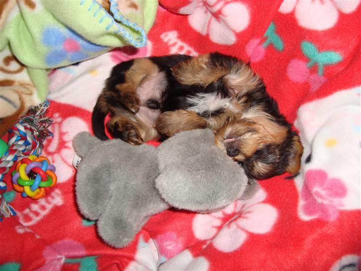 Yorkshire terrier Toffi billede 4