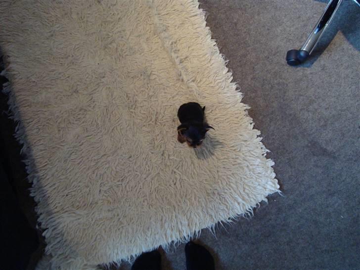 Yorkshire terrier Toffi billede 5