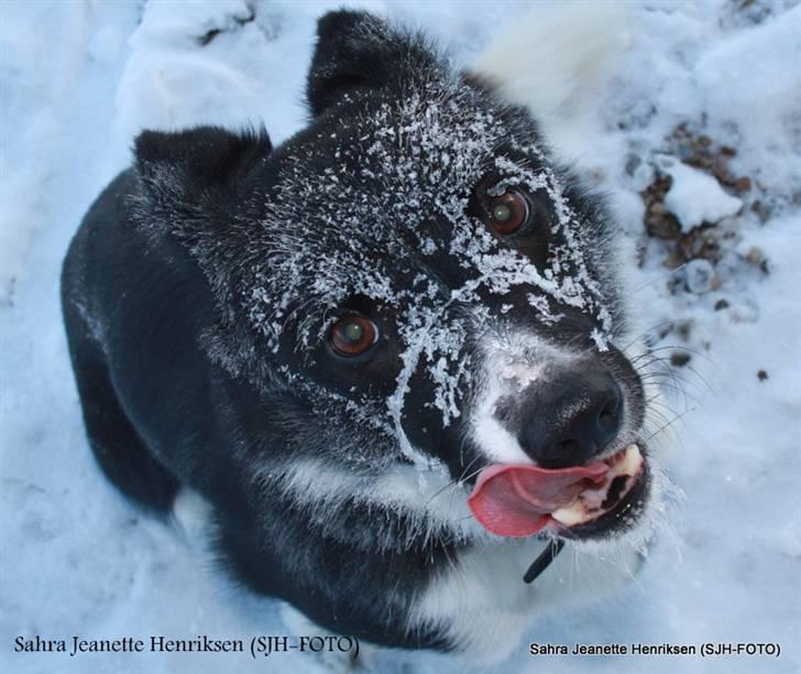 Border collie Team Lyng's Balder billede 2