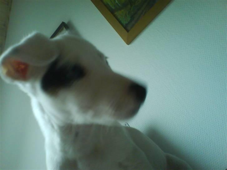 Jack russell terrier Elvis <33 *Belvis* billede 2