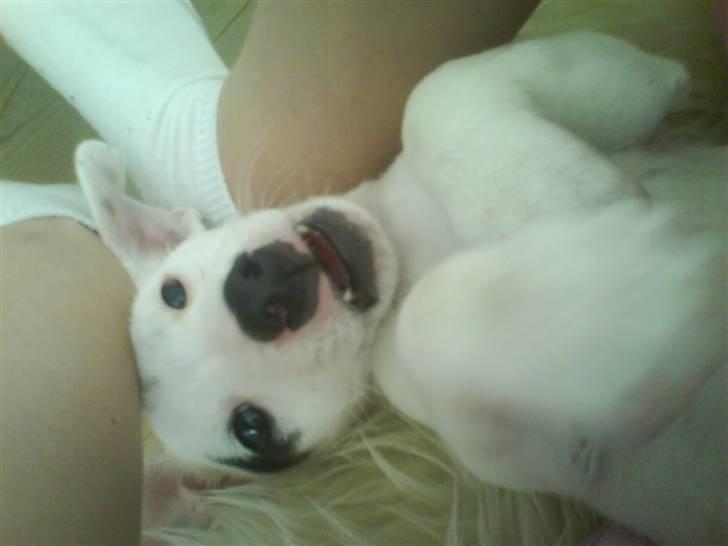 Jack russell terrier Elvis <33 *Belvis* billede 3