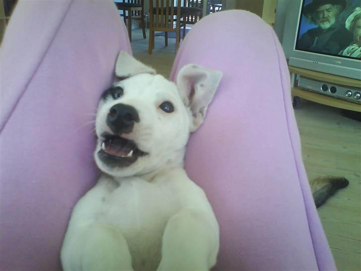 Jack russell terrier Elvis <33 *Belvis* billede 4