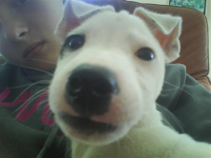 Jack russell terrier Elvis <33 *Belvis* billede 5