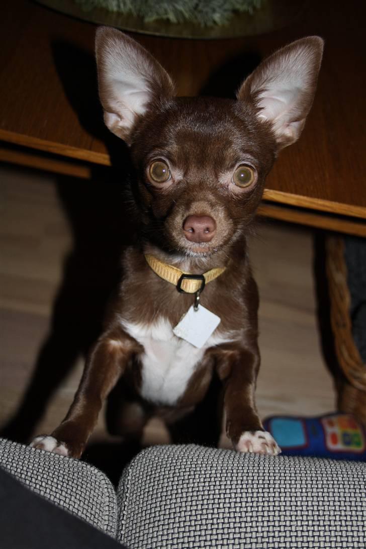 Chihuahua Wilma - hej hej menneskemor billede 12