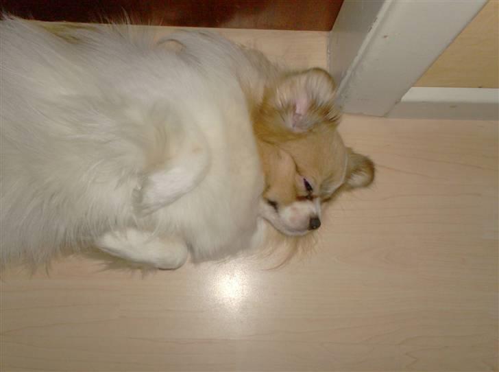 Tibetansk spaniel De'sade Hannibal - *sove sove* billede 16