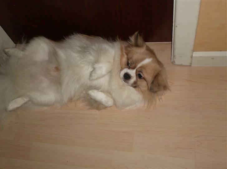 Tibetansk spaniel De'sade Hannibal - Hov, Sille jeg sov faktisk?! xD billede 17