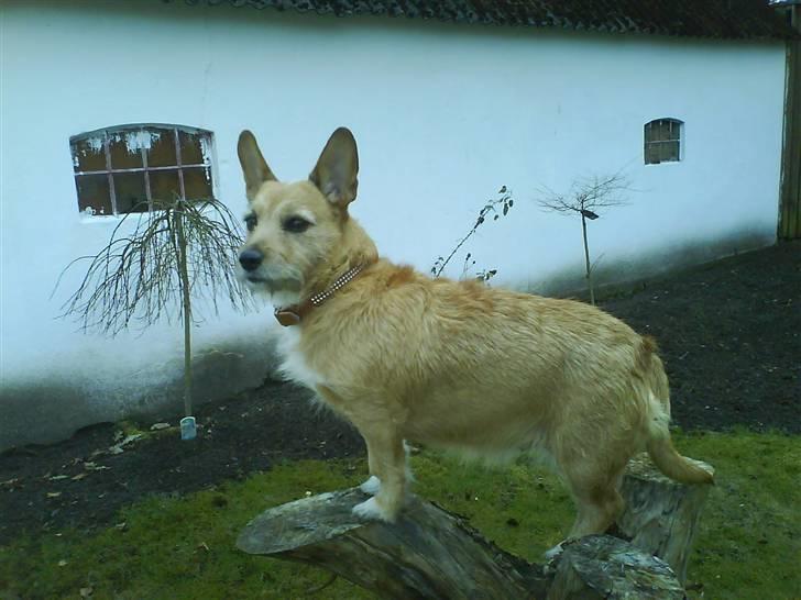 Blanding af racer R.I.P Pepsi <33 billede 1