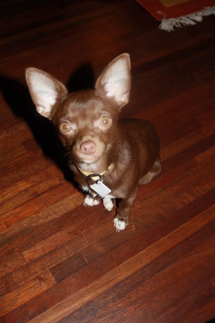 Chihuahua Wilma - jeg kan også sidde og posere billede 13