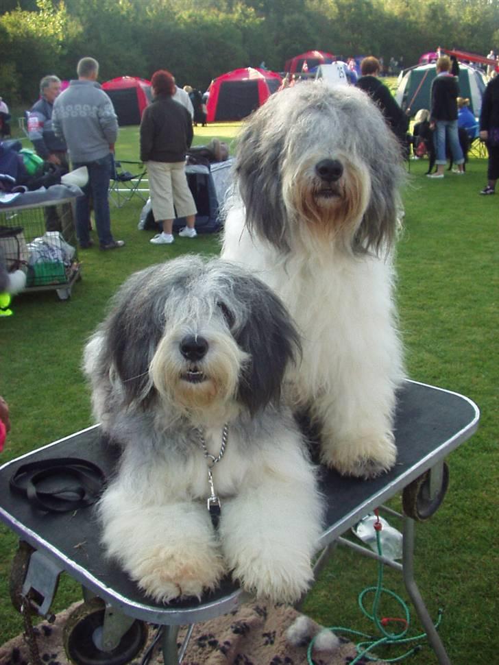 Polski owczarek nizinny Khiwa´s Jurata-A-Zospa - Så er vi på udstilling. Jeg der sider og lille søster der ligger ned :D billede 4