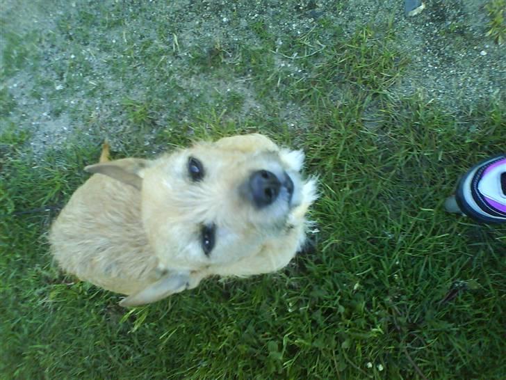 Blanding af racer R.I.P Pepsi <33 billede 2