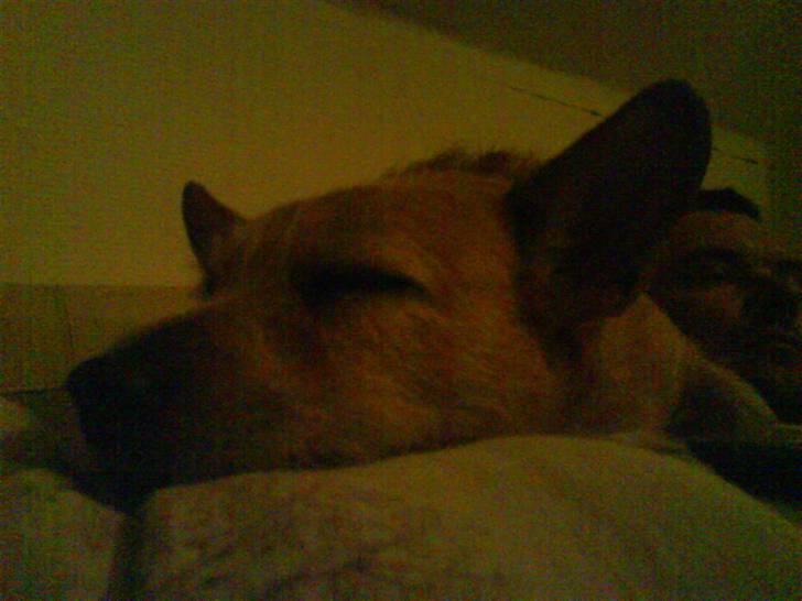 Blanding af racer R.I.P Pepsi <33 billede 3